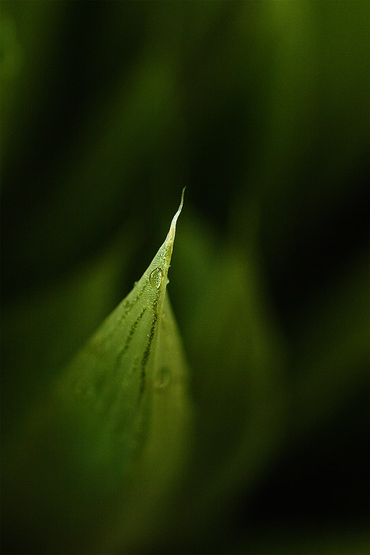  Fotografie Haworthia emelyae