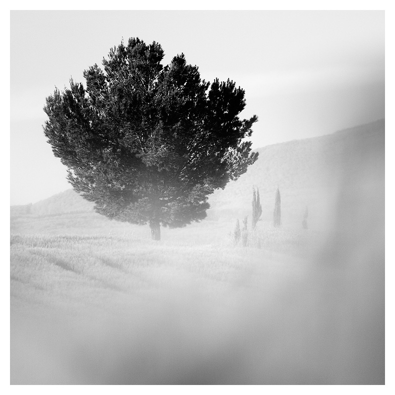  Fotografie Strom, Toskánsko