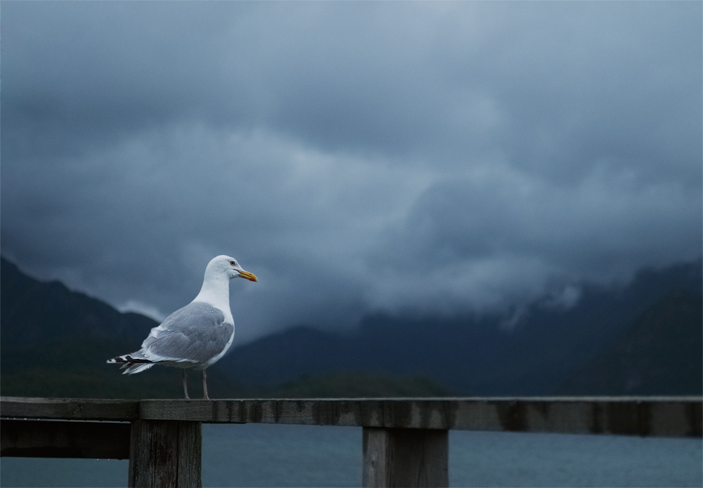  Fotografie Racek