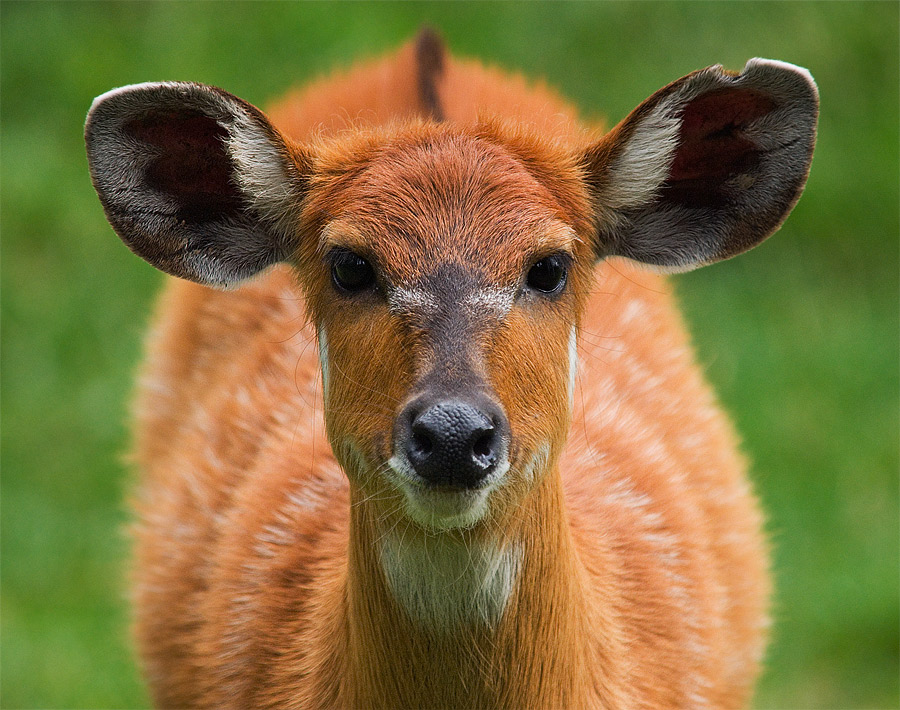  Fotografie Sitatunga (Tragelaphus spekei)