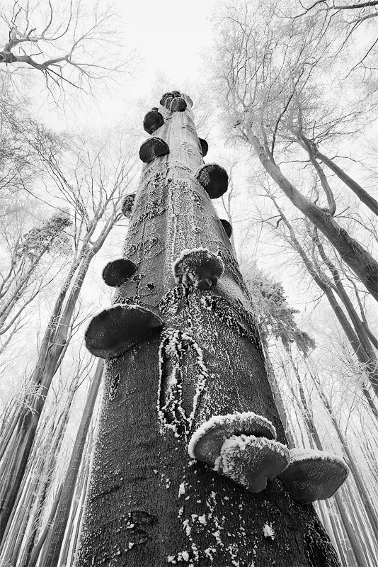  Fotografie Zimní krajina