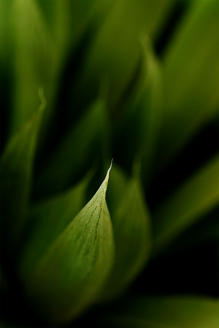  Fotografie Haworthia emelyae