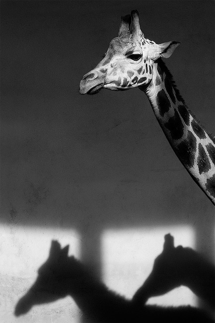  Fotografie Jedna, dvě... - Žirafa Rothschildova (Giraffa camelopardalis rothschildi) v pražské ZOO.