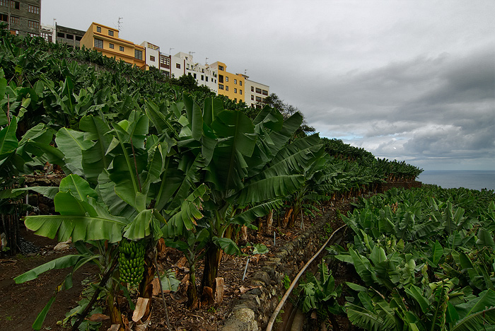  Fotografie Banánovníková plantáž na La Palmě, Kanárské ostrovy - Banánovníková plantáž u pobřeží na ostrově La Palma.