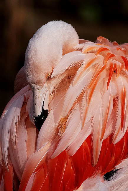  Fotografie Plameňák kubánský (Phoenicopterus ruber ruber)